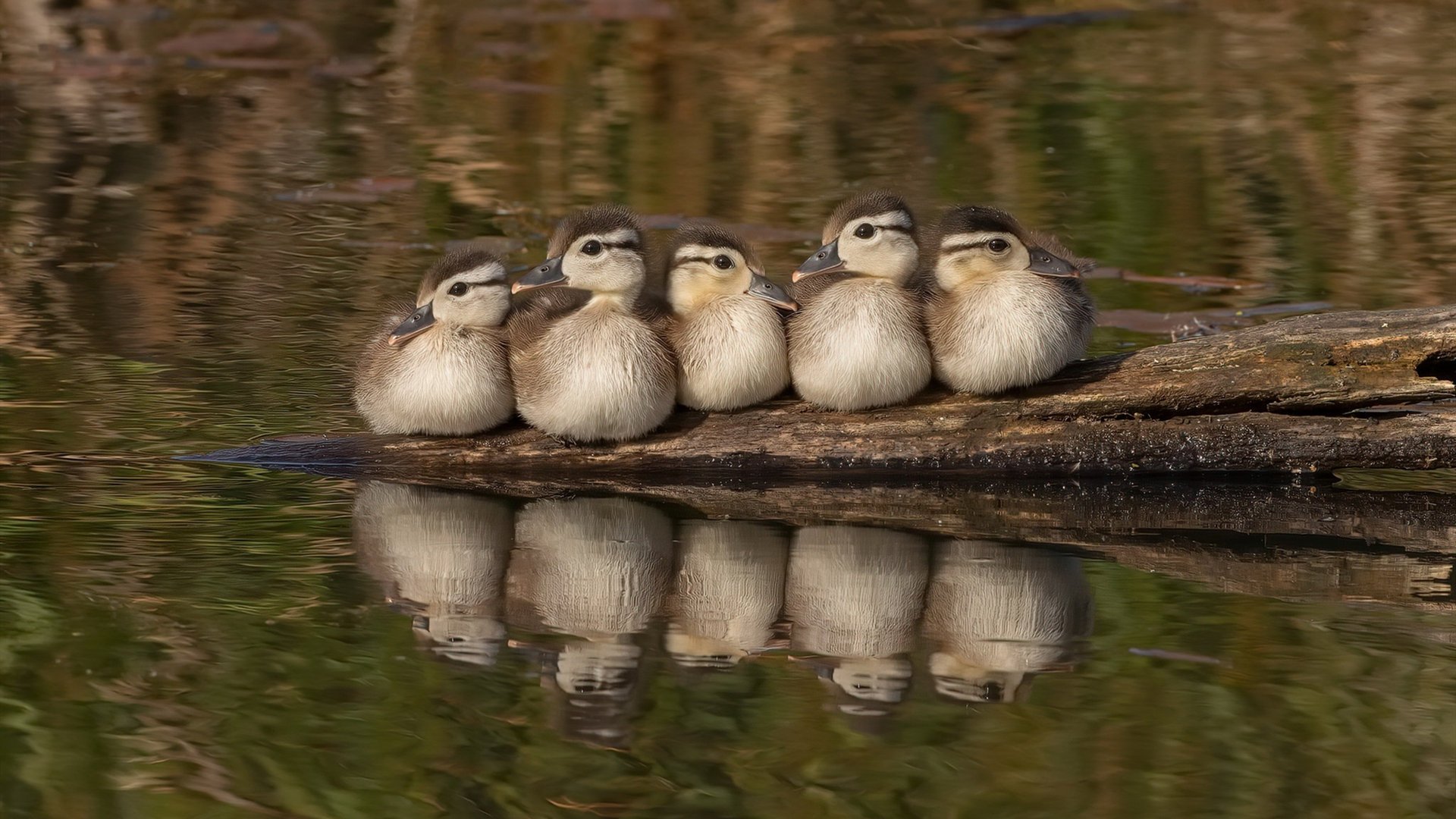 意大利男子公路赛选手获得银牌,意大利男子公路赛选手获得银牌名单