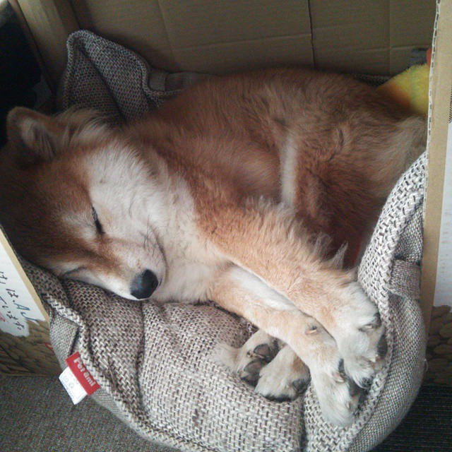 九游网页版官网入口-柏林赫塔对决霍芬海姆，德甲争霸之路，柏林赫塔对霍芬海姆比分预测