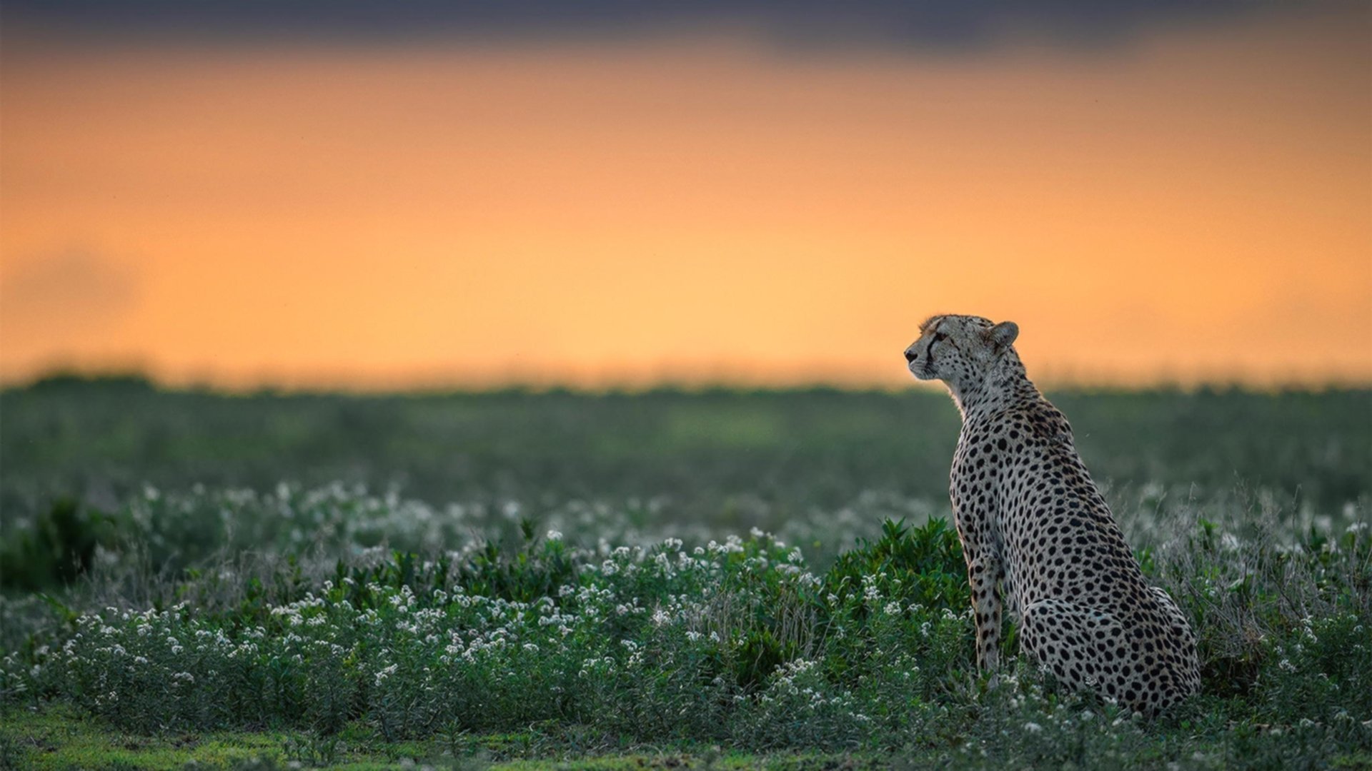 九游sports-策略性的比赛布局，最终赢得掌声与喝彩，策略游戏比赛