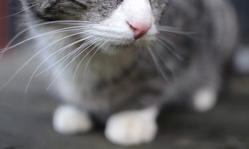 九游游戏中心-美国WNBA联赛风采依旧：凯尔特人队夺冠终结冠军悬念，nba凯尔特人队比赛