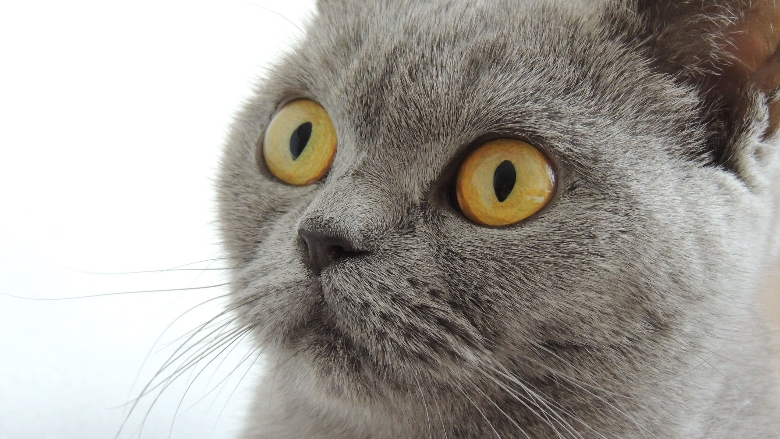 里昂防守端稳固提升,里昂大招怎么用