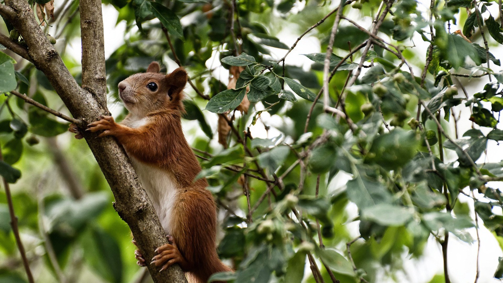 JiuyouAPP下载-奥预赛中国队晋级 球迷士气大受鼓舞，2020奥预赛分组