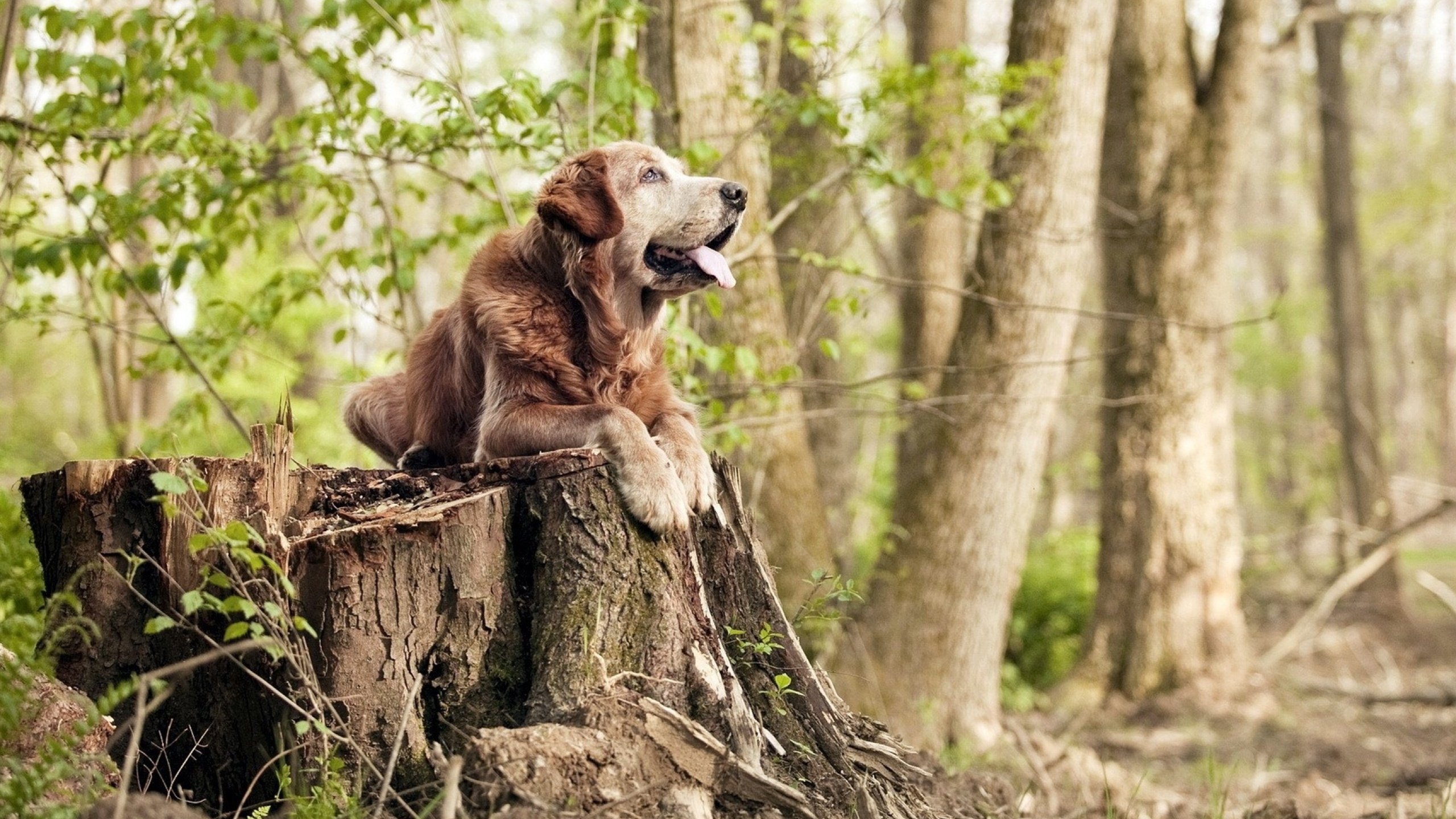 九游(jiuyou)官方网站-广东队重视防守篮板保障攻守转换稳定，广东队的篮球比赛