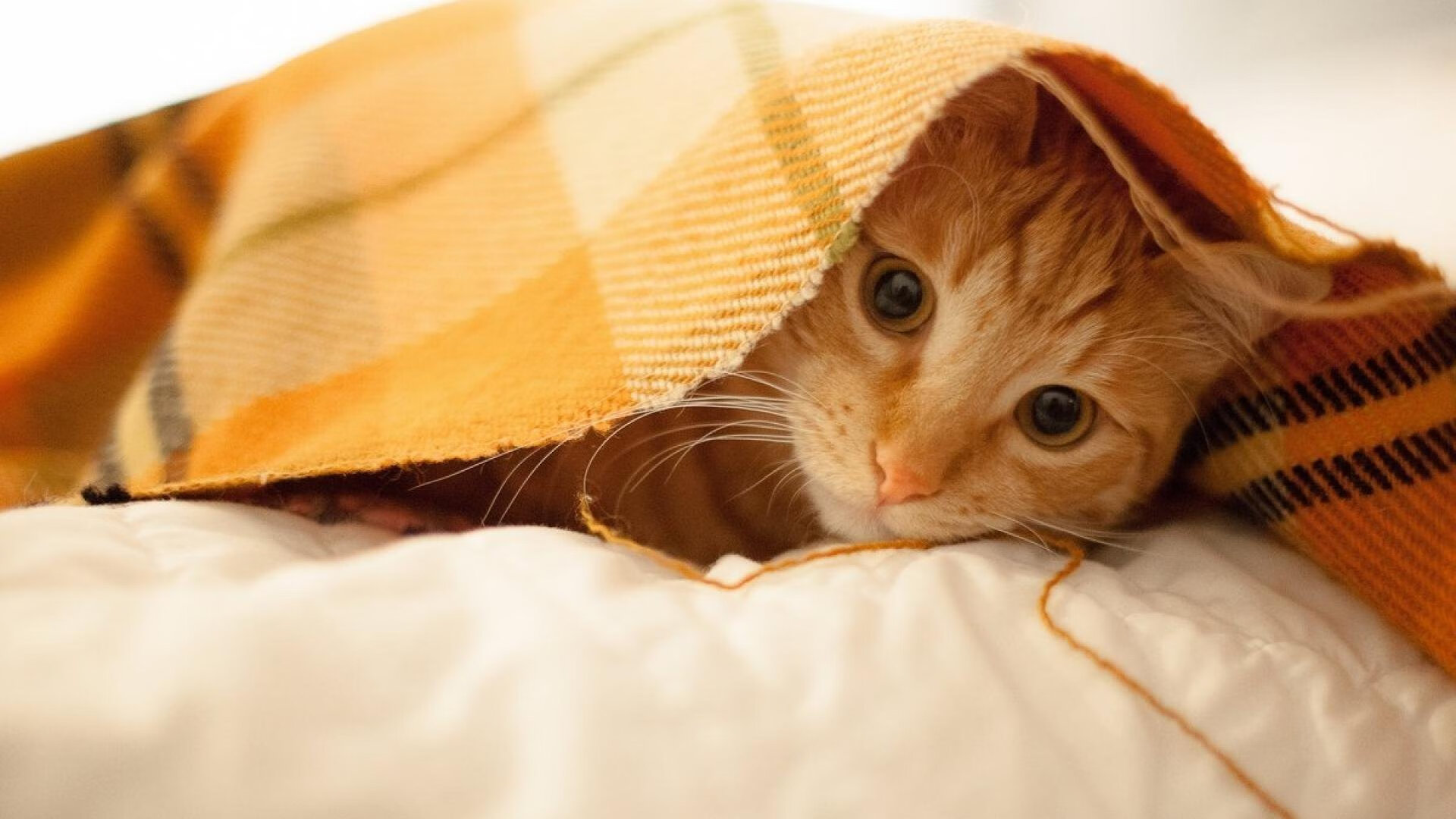 JIU YOU GAME-世界杯巅峰对决：激烈战场，精彩纷呈！，世界杯经典比赛视频