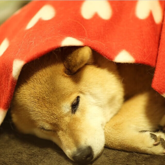 九游登录入口-中国足球青训体系国际交流与合作增强，中国足球的青训理念