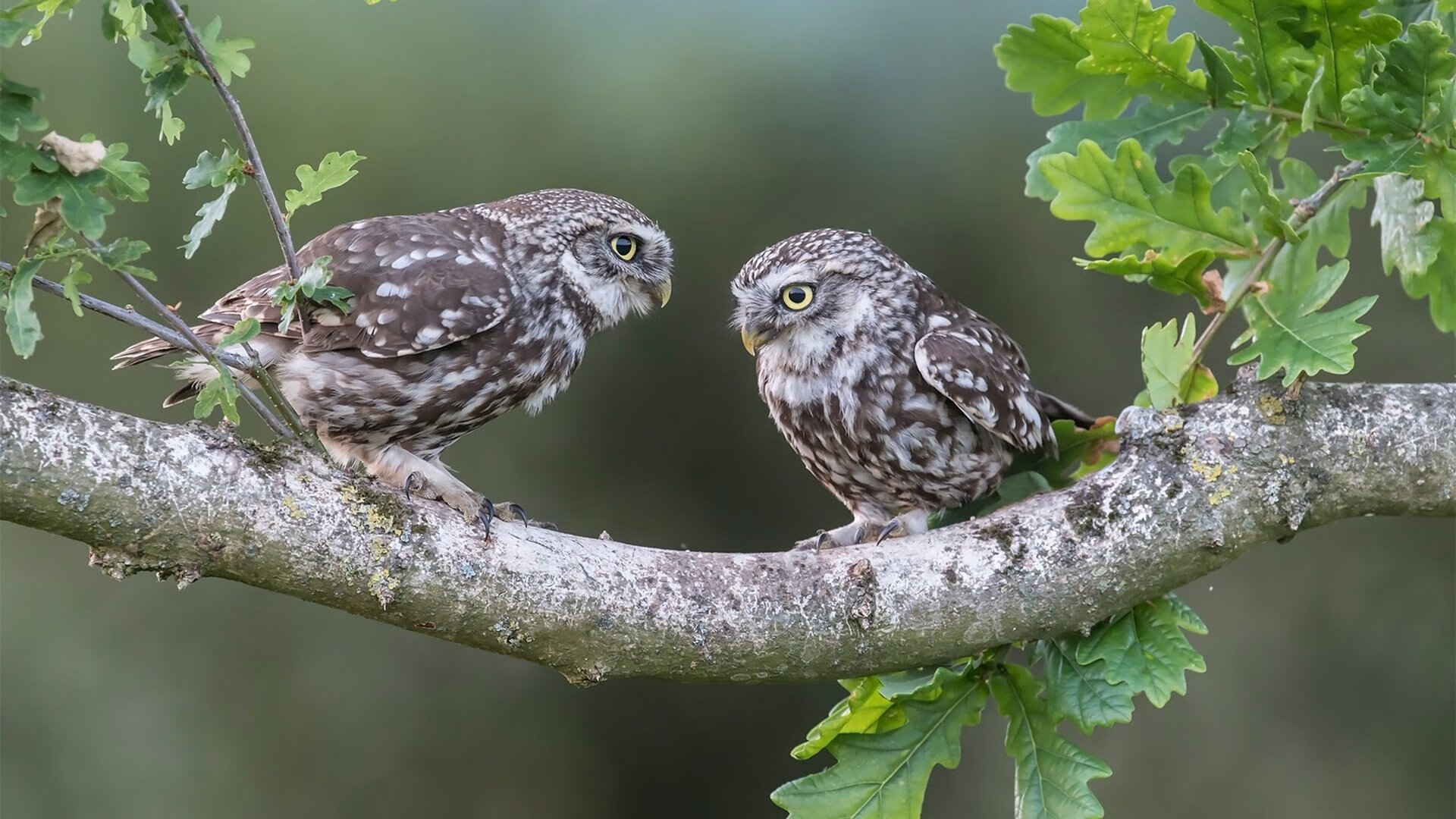 乌拉圭男篮在南美锦标赛中实现突破,体育迈向新巅峰,乌拉圭男篮实力