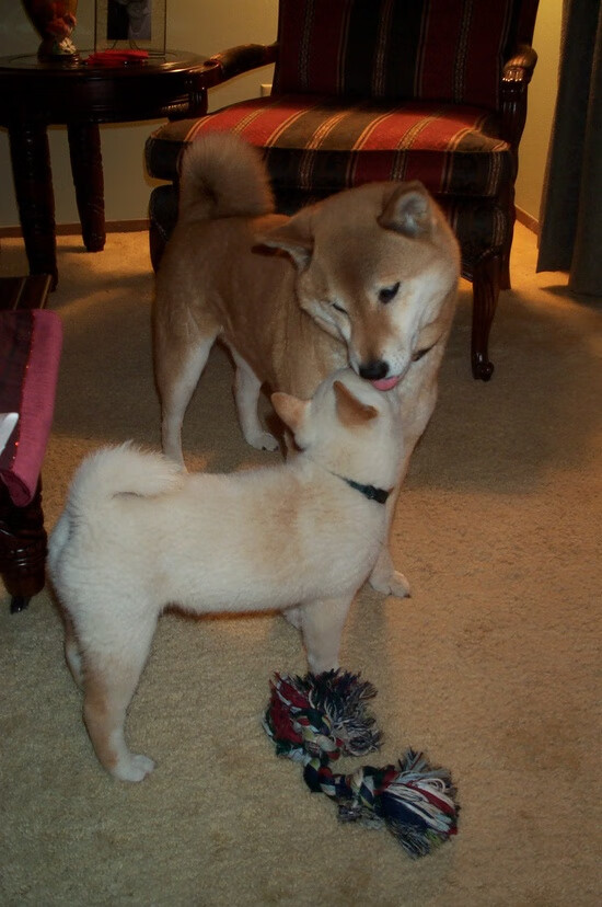 冈比亚女篮在非洲锦标赛中表现优异，迈入国际舞台