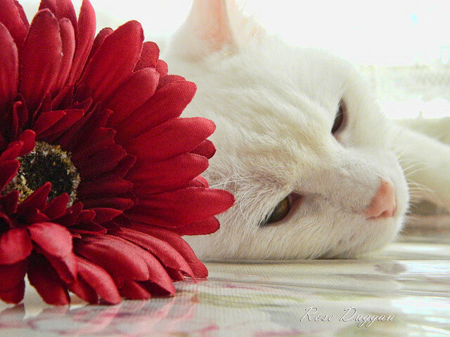 九游娱乐APP-张雨霏混合泳表现稳定提升，张雨霏混合泳采访