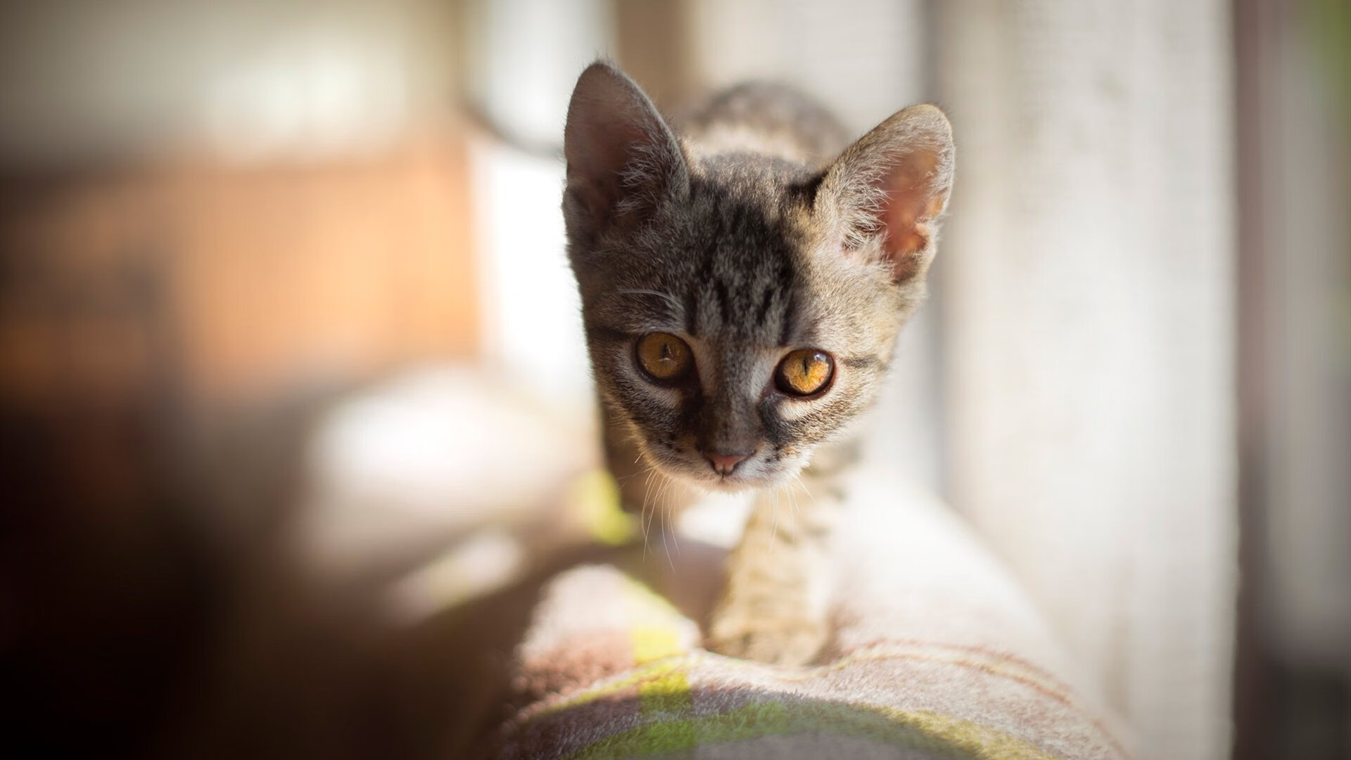 九游电脑版-李恩：从防守到进攻，他为全黑队提供了极大的战术灵活性，李恩在百度百科