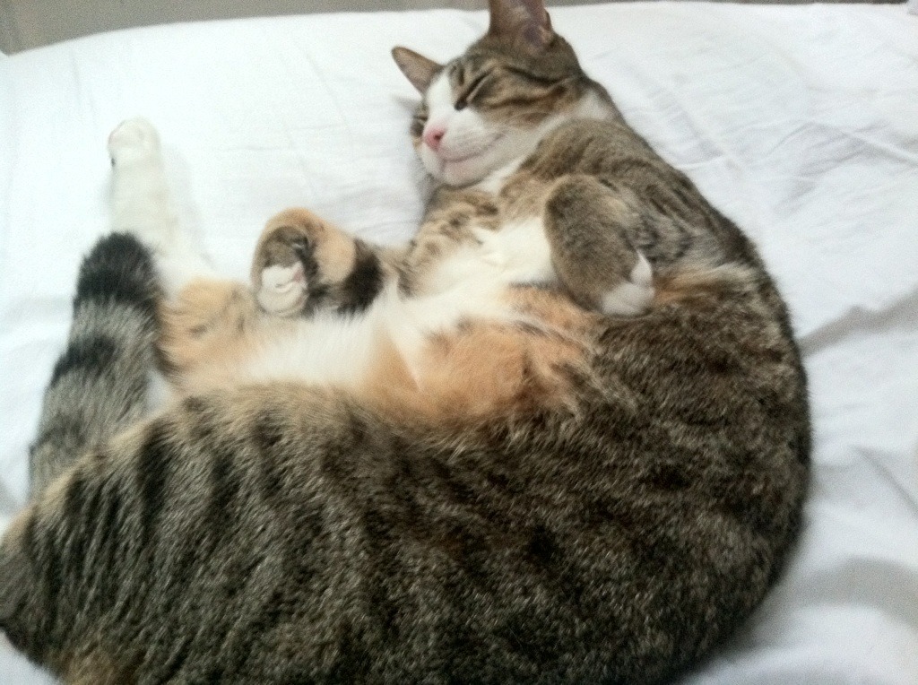 九游登录中心-法甲青年崛起：未来巨星正在成长！，法甲青训排名