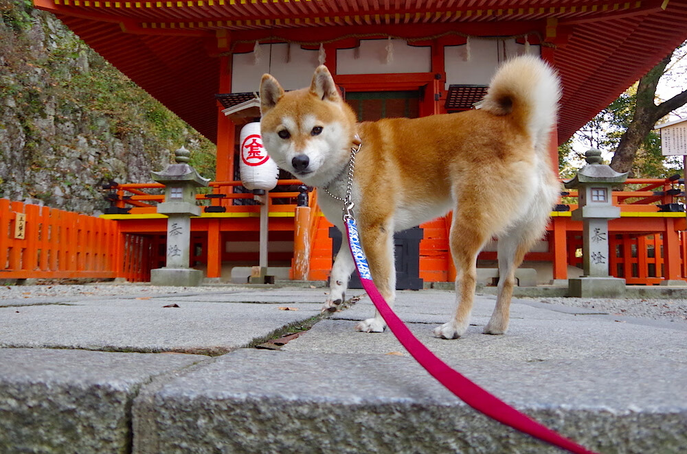 九游官网下载电脑版-球员获邀参加国际训练营，技战术交流平台拓宽，国际的训练
