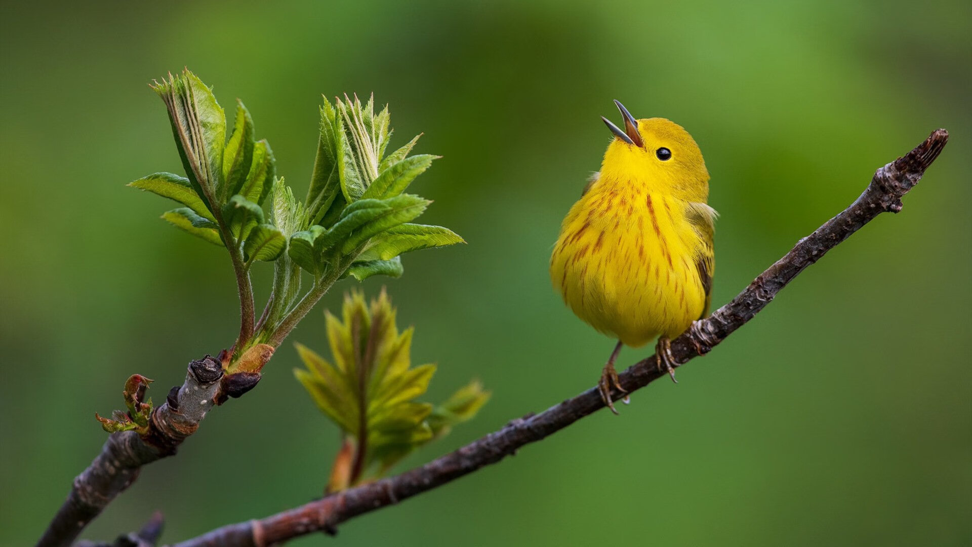 九游app下载中心-英国队冲刺阶段爆发力惊艳全场，英国队首发