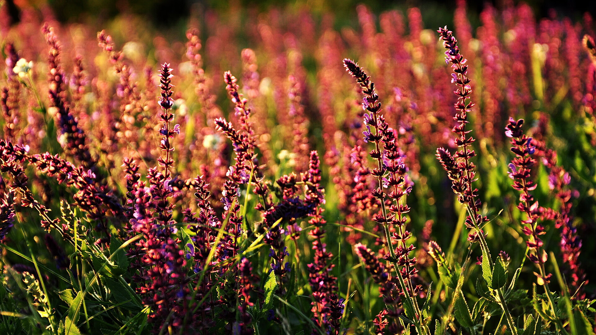视频团队精剪集锦上线迅速成为球迷二次传播的热门素材